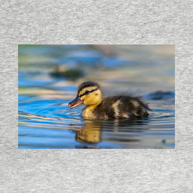 Young Duck by gdb2